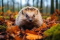 orange leaves in autumn and a hedgehog. Erinaceus europaeus, a European hedgehog. Photo taken with a wide angle lens Royalty Free Stock Photo