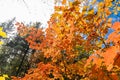 Orange leaves of autumn in Maine Royalty Free Stock Photo