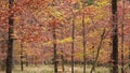 Orange leaves in the autumn