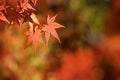 Orange leaves background