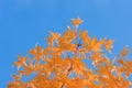 Orange leaves blue sky autumn complementary contrast