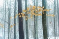 Orange leaves on a branch in a foggy winter forest Royalty Free Stock Photo