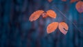 Orange leaves on branch in magical fairy tale forest with fallen leaves in autumn Royalty Free Stock Photo