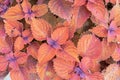 Orange Leaves Coleus Keystone kopper. Background of coleus leaves Royalty Free Stock Photo