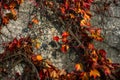 Orange leaves of Ivy on a wall Royalty Free Stock Photo