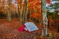 Orange leaves litter ground in beautiful late fall forest with red and white camping tent set up at campsite