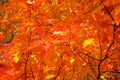 Orange leaves in nature. Oak red foliage. Fall forest. Autumn picturesque sunny day. Sunlight Royalty Free Stock Photo