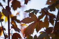 Orange leaves on the sky background Royalty Free Stock Photo