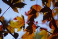 Orange leaves on the sky background Royalty Free Stock Photo