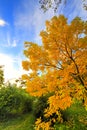 orange leaves in the tree