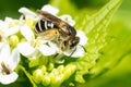 Orange-legged Furrow Bee - Halictus rubicundus