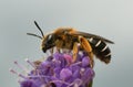 Orange-legged furrow bee, Halictus rubicundus on devil`s-bit scabious, Succisa pratensis