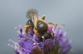 Orange-legged furrow bee, Halictus rubicundus feeding on devil`s-bit scabious, Succisa pratensis