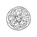 ORange lemon slice in sketch engraved style isolated on white background. Vector hand drawn illustration in doodle outline syle. Royalty Free Stock Photo