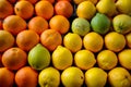 Orange lemons in market, fresh citrus fruit display, produce photo