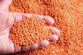 Orange lentil in a woman`s hand over Cuscus background