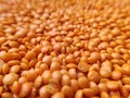 Masoor daal. Royalty Free Stock Photo