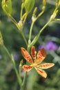 Orange leopard orchid Royalty Free Stock Photo