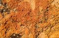 Orange Lichen 3