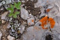 Orange lichen