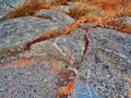 Orange Rocks, Bay of Fires, Tasmania, Australia