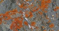 Orange Lichen Covers the Rocks Royalty Free Stock Photo