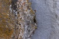 Orange Lichen On Gray Rock Background Royalty Free Stock Photo