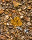 Orange lichen growing from centre area on weathered stone wall Royalty Free Stock Photo