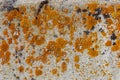 Orange Lichen on Concrete Wall Royalty Free Stock Photo
