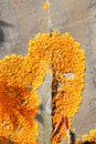Orange lichen on rock