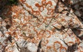 Orange lichen on the rocks