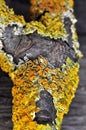 Orange lichen xanthoria polycarpa Royalty Free Stock Photo