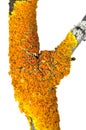 Orange lichen xanthoria polycarpa Royalty Free Stock Photo