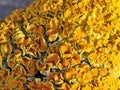 Orange lichen xanthoria polycarpa Royalty Free Stock Photo