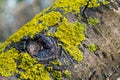 Orange lichen, yellow scale, maritime sunburst lichen or shore lichen, Xanthoria parietina, is a foliose or leafy lichen