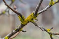 Orange lichen, yellow scale, maritime sunburst lichen or shore lichen, Xanthoria parietina, is a foliose or leafy lichen