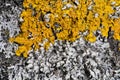 Orange lichen, yellow scale, maritime sunburst lichen or shore lichen (Xanthoria parietina) is a foliose or leafy lichen Royalty Free Stock Photo