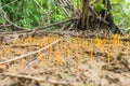 Orange lichenized fungus Sulzbacheromyces caatingae in Oeiras, Piaui - Brazil