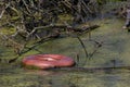 Life Preserver in Murky Abandoned Swimming Pool Royalty Free Stock Photo