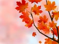 Orange light leaves of maple, shallow focus. Royalty Free Stock Photo