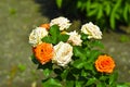 Orange and light pink flowers on a rose Bush in the garden Royalty Free Stock Photo