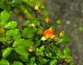 Orange and light pink flowers on a rose Bush in the garden Royalty Free Stock Photo