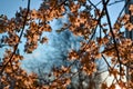 orange light of sunset. Clear blue sky background. City park. Blooming branches of spring apple tree Royalty Free Stock Photo