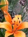 Orange Lilies