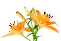 Orange Lilies Royalty Free Stock Photo