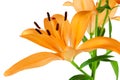 Orange Lilies Royalty Free Stock Photo