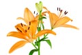 Orange Lilies Royalty Free Stock Photo