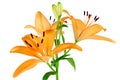 Orange Lilies