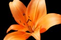 Orange lilies Royalty Free Stock Photo
