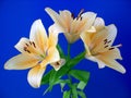 Orange lilies Royalty Free Stock Photo